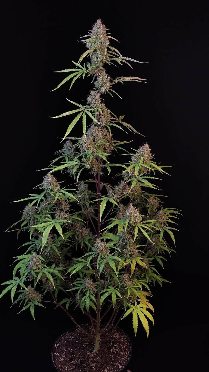 Pound Cake Auto, Фасовка: 1, изображение 16